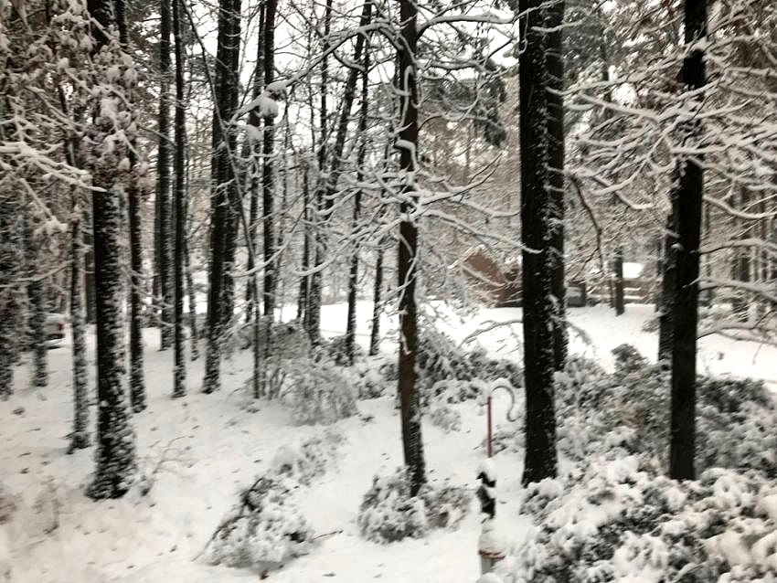 A Snowy Day in Raleigh