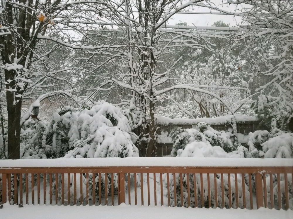 A Snowy Day in Raleigh